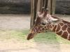 k-Zoo 004.jpg